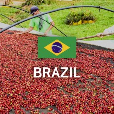 브라질 NY2 FC Cerrado 17/18